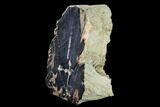 Tall, Petrified Wood (Schinoxylon) Stand-up - Blue Forest, Wyoming #162875-2